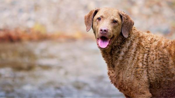 Las 5 razas de perro que más disfrutan del agua: algunas nacieron para nadar - Chesapeake bay retriever: el gran desconocido entre las razas que adoran el agua