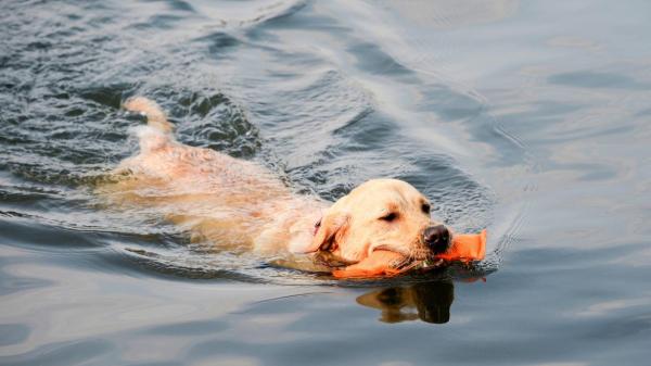 Las 5 razas de perro que más disfrutan del agua: algunas nacieron para nadar - El labrador retriever: la raza que parece nunca se cansa de nadar