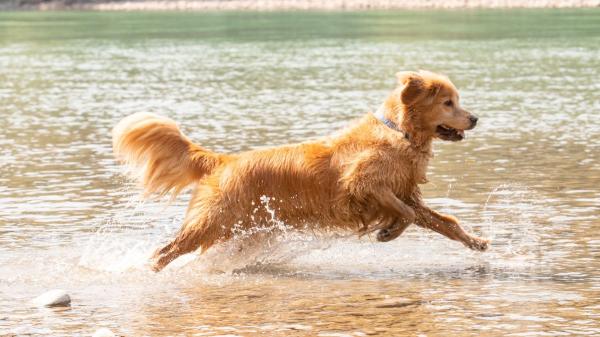 Las 5 razas de perro que más disfrutan del agua: algunas nacieron para nadar - Golden retriever: energía, resistencia y pasión por nadar