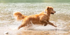Las 5 razas de perro que más disfrutan del agua: algunas nacieron para nadar