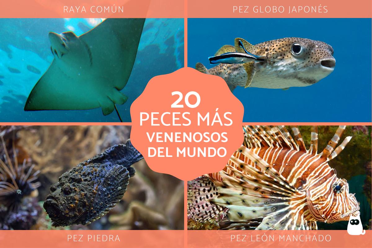Los peces más venenosos del mundo