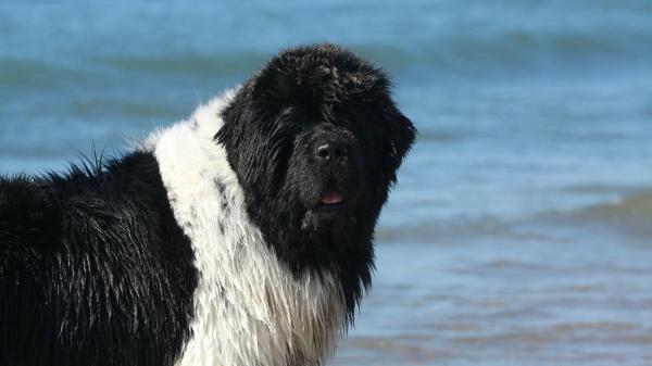Las 5 razas de perro que más disfrutan del agua: algunas nacieron para nadar - Terranova: el gigante que fue criado para rescatar personas en el agua