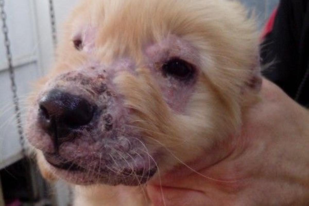 Celulitis juvenil en perros - Causas, síntomas y tratamiento