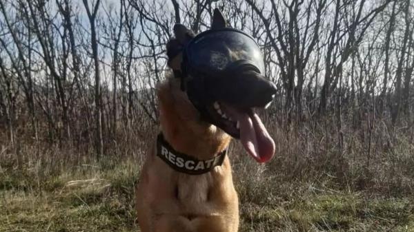 Los perros de rescate también se jubilan: la emotiva despedida de India tras casi una década salvando vidas - Los perros de rescate no trabajan por obligación: aprenden a salvar vidas jugando