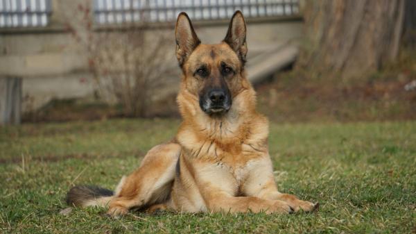 Los perros de rescate también se jubilan: la emotiva despedida de India tras casi una década salvando vidas - Pastor belga malinois, labrador o border collie: las razas más usadas como perros de rescate