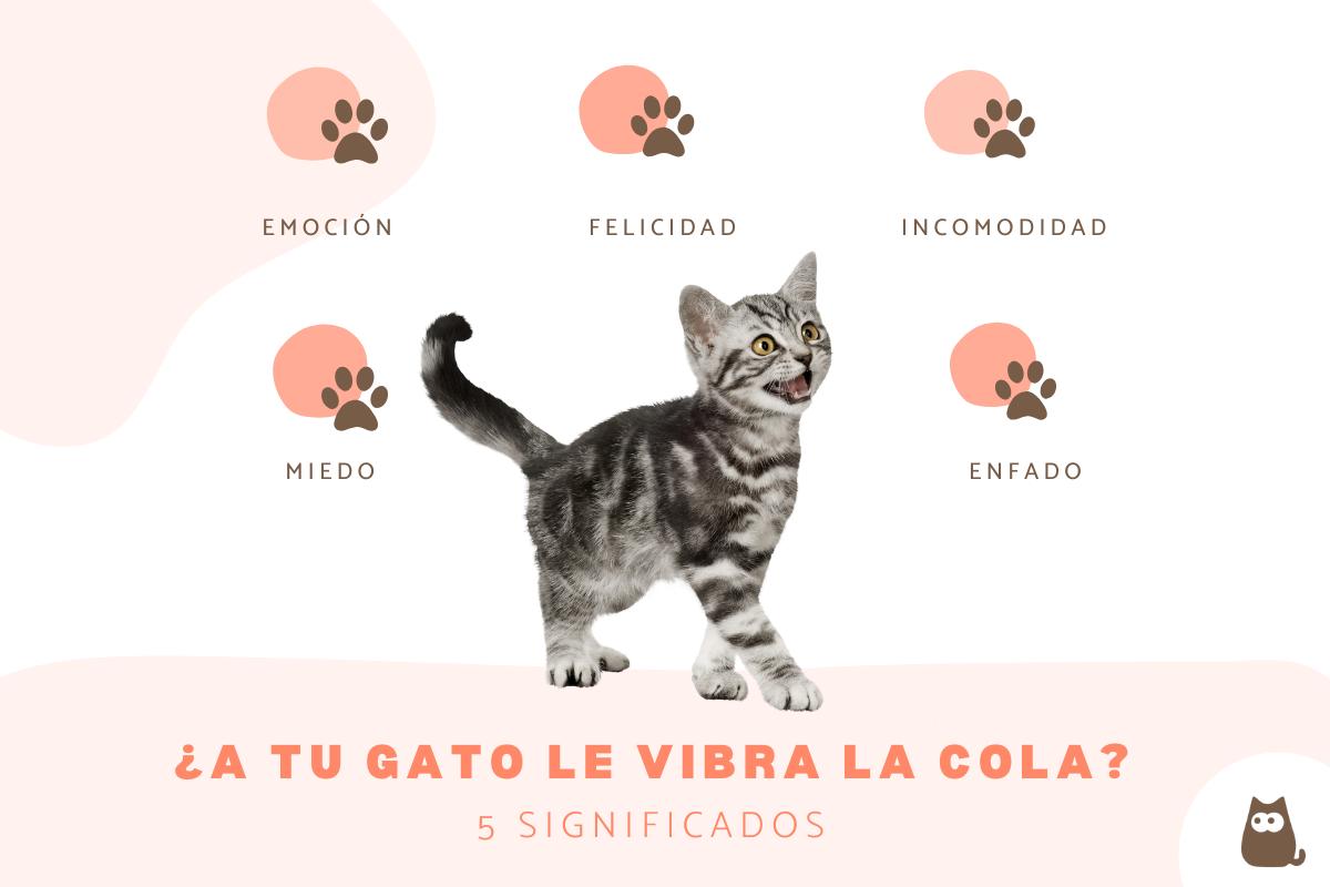 ¿Qué significa cuando a un gato le vibra la cola?