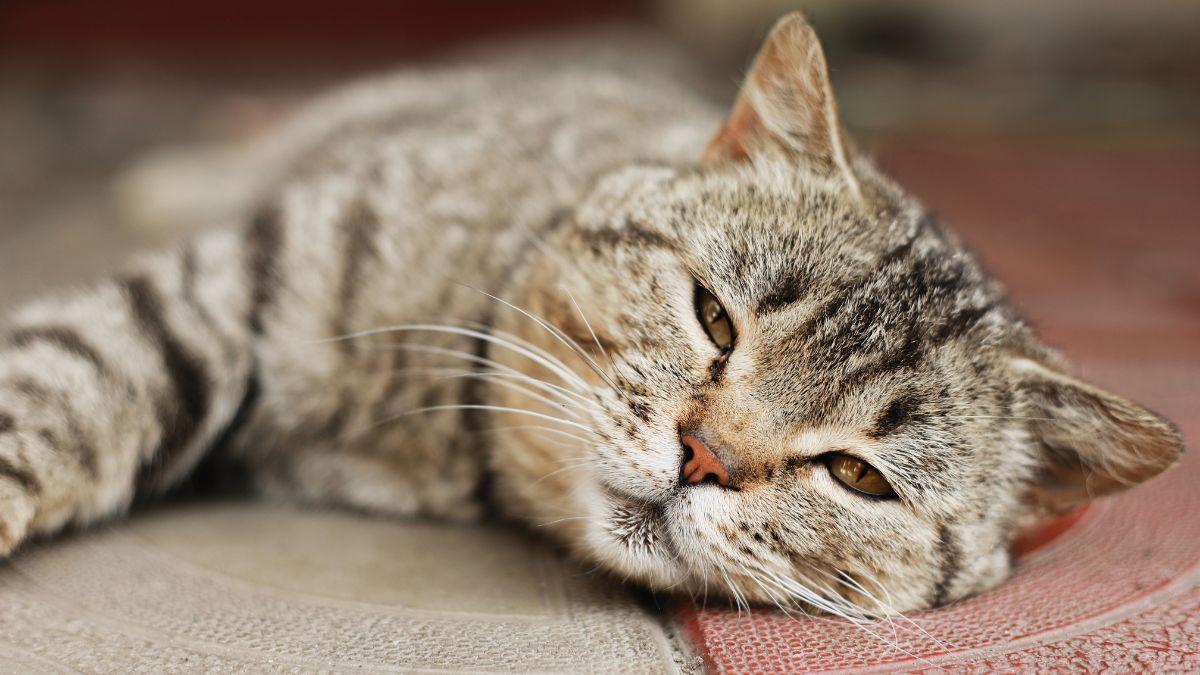 Los gatos disimulan muy bien cuando están enfermos y los cambios en la orina pueden ser la primera señal: reconocerlos a tiempo marca la diferencia