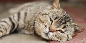 Los gatos disimulan muy bien cuando están enfermos y los cambios en la orina pueden ser la primera señal: reconocerlos a tiempo marca la diferencia