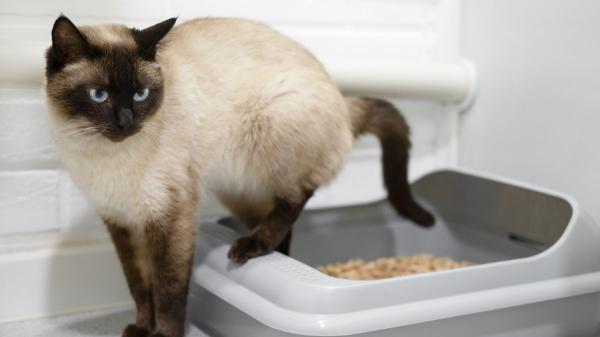 Los gatos disimulan muy bien cuando están enfermos y los cambios en la orina pueden ser la primera señal: reconocerlos a tiempo marca la diferencia - Un cambio en el olor de la orina también puede ser una señal de alerta