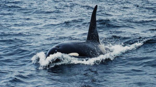 La orca Toñi aparece en el Estrecho con heridas compatibles con un disparo de escopeta - La orca ibérica sobrevive con apenas una decena de ejemplares