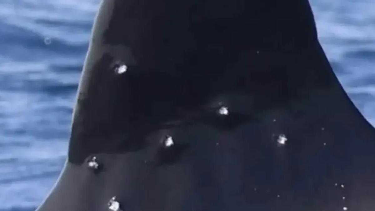 La orca Toñi aparece en el Estrecho con heridas compatibles con un disparo de escopeta