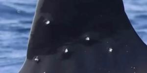 La orca Toñi aparece en el Estrecho con heridas compatibles con un disparo de escopeta