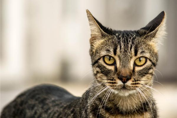 Nombres para gatos con I - Nombres para gatos con I