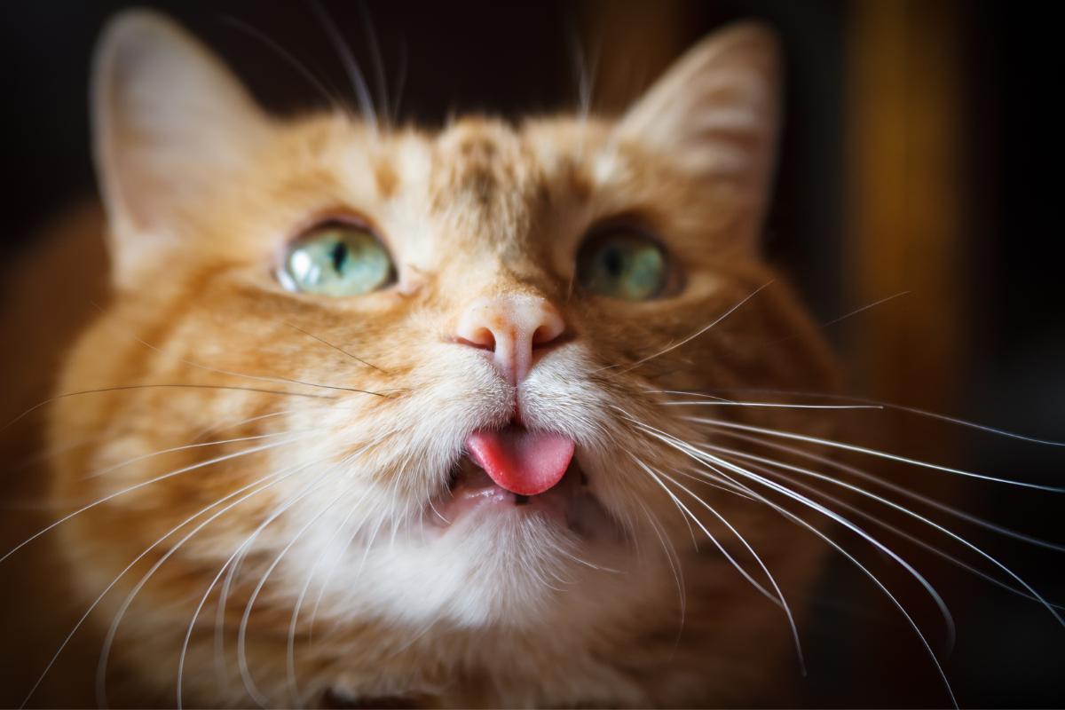 ¿Por qué los gatos sacan la lengua?