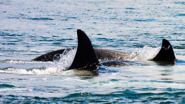 La orca Toñi aparece en el Estrecho con heridas compatibles con un disparo de escopeta - Proteger a cada orca es clave para evitar la desaparición de la población