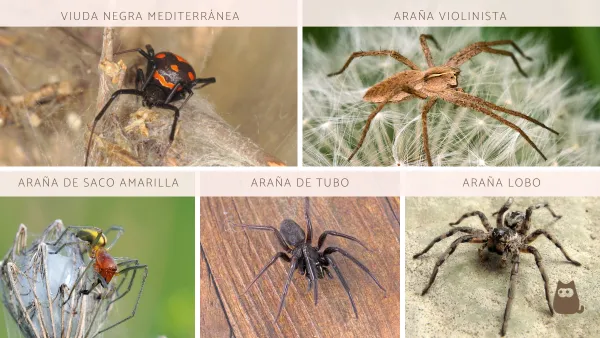 son las arañas cazadoras venenosas para los perros
