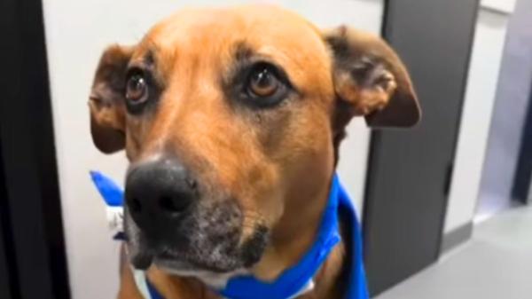 Nala, la perrita que se queda junto a los perros que afrontan solos la eutanasia y les ofrece compañía hasta el final: “Ayuda a que se sientan más seguros” - Nala acompaña a los perros que afrontan solos la eutanasia