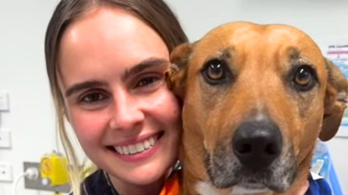 Nala, la perrita que se queda junto a los perros que afrontan solos la eutanasia y les ofrece compañía hasta el final: “Ayuda a que se sientan más seguros”