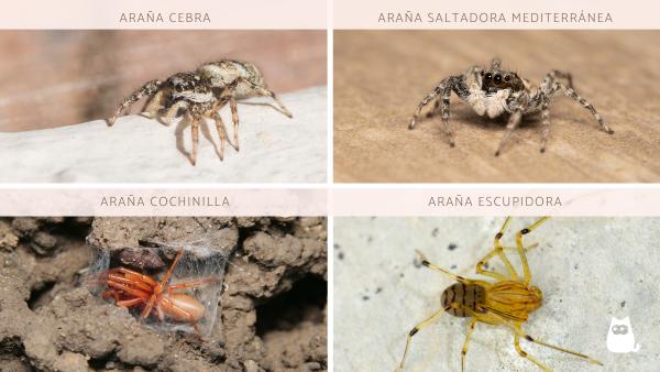 Tipos de arañas en España - Otras arañas de España