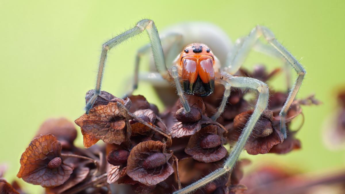 Tipos de arañas en España