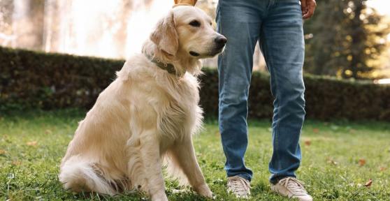 Está en vigor: la Ley de Bienestar Animal prohíbe educar a los perros con métodos que les provoquen sufrimiento, ansiedad o miedo