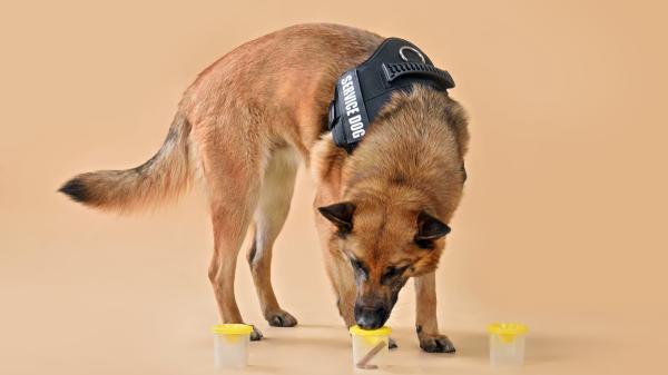 Perros con capacidades increíbles: de detectar enfermedades a reducir la ansiedad en aeropuertos - De perros policía a trabajar protegiendo el medio ambiente