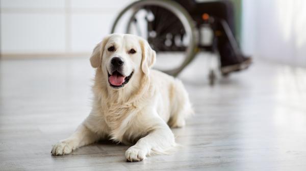 Perros con capacidades increíbles: de detectar enfermedades a reducir la ansiedad en aeropuertos - La nueva era de los perros como compañeros de trabajo