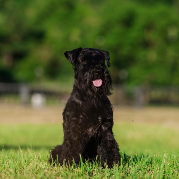 los schnauzers necesitan que les arranquen las orejas