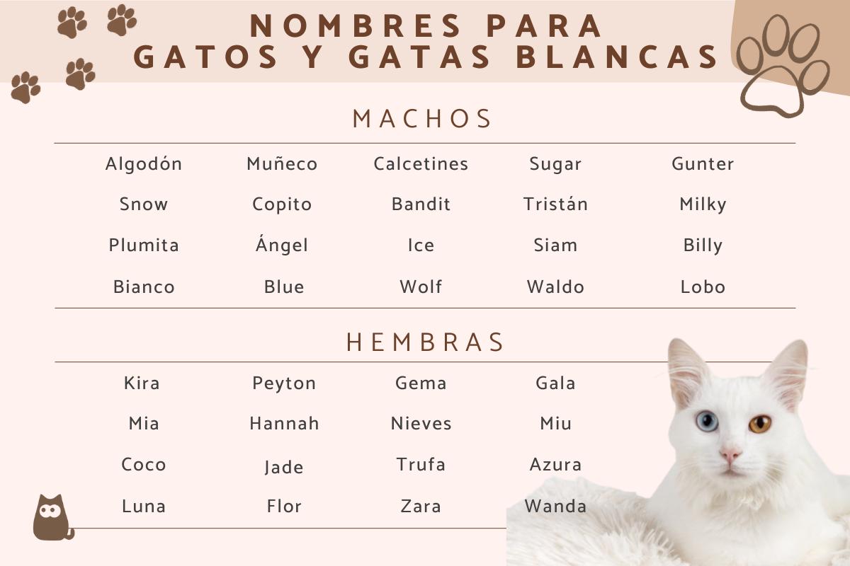Nombres para gatos blancos - Machos y hembras