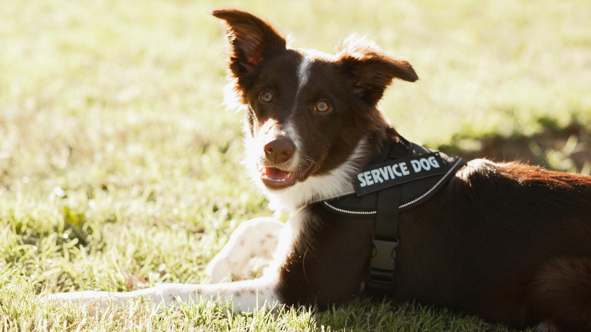 Perros con capacidades increíbles: de detectar enfermedades a reducir la ansiedad en aeropuertos