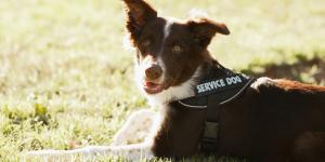 Perros con capacidades increíbles: de detectar enfermedades a reducir la ansiedad en aeropuertos