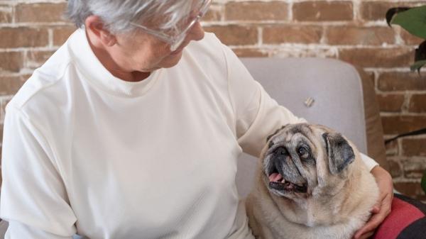 Herederos inesperados: cada vez más españoles incluyen a sus mascotas en el testamento - Las dos fórmulas legales para asegurar el futuro de tu animal