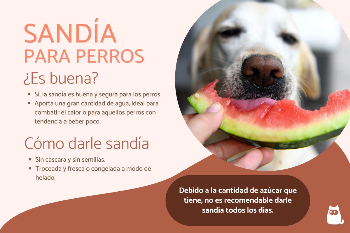 ¿Los perros pueden comer sandía?