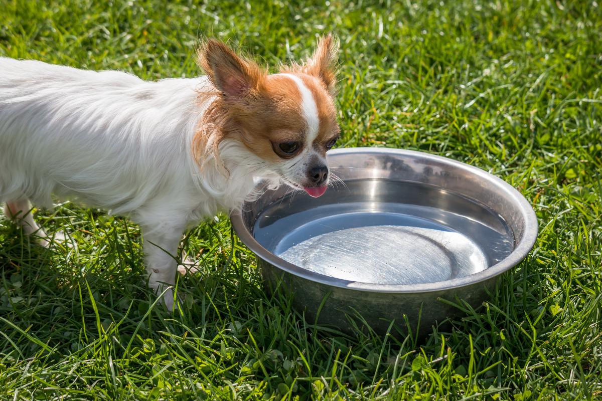 Mi perro no come y bebe mucha agua – Causas