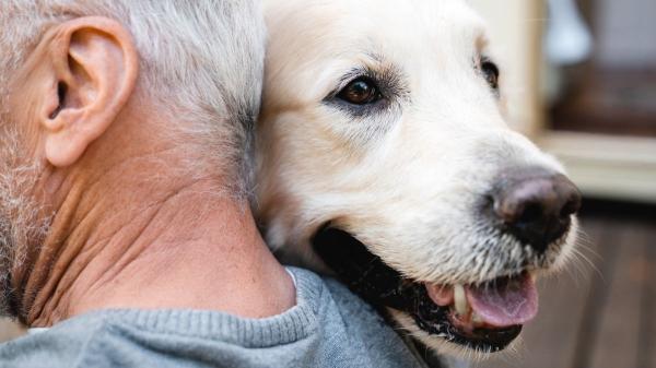 Herederos inesperados: cada vez más españoles incluyen a sus mascotas en el testamento - ¿Pueden realmente los animales ser herederos?