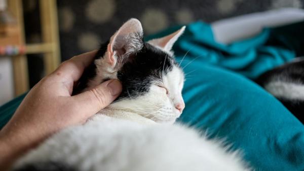 Los expertos coinciden: tu gato no te ve como su dueño ni como otro gato, el vínculo es más profundo de lo que imaginas - La ciencia confirma que los gatos se apegan a sus humanos