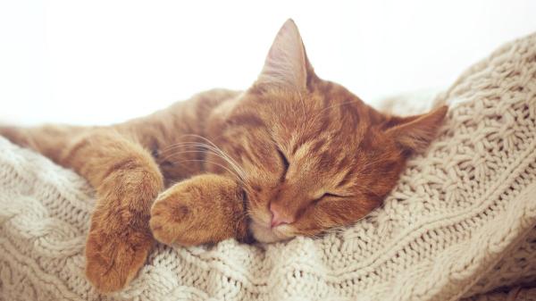 Los expertos coinciden: tu gato no te ve como su dueño ni como otro gato, el vínculo es más profundo de lo que imaginas - Las señales que indican que tu gato te quiere (y mucho)