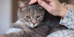 Los expertos coinciden: tu gato no te ve como su dueño ni como otro gato, el vínculo es más profundo de lo que imaginas