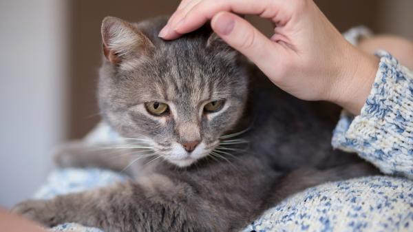 Los expertos coinciden: tu gato no te ve como su dueño ni como otro gato, el vínculo es más profundo de lo que imaginas
