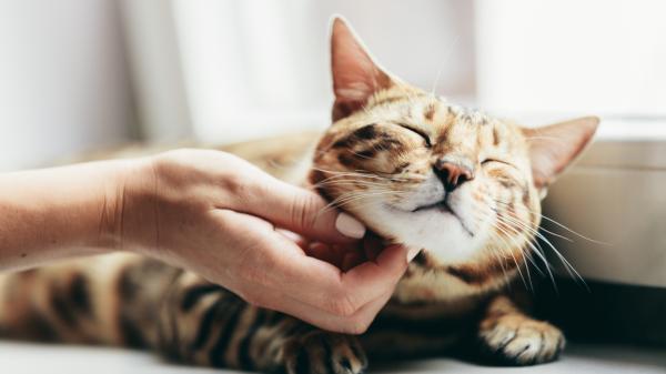 Los expertos coinciden: tu gato no te ve como su dueño ni como otro gato, el vínculo es más profundo de lo que imaginas - Los gatos solo conectan con ciertas personas: si te ha elegido, te ve como parte de su familia