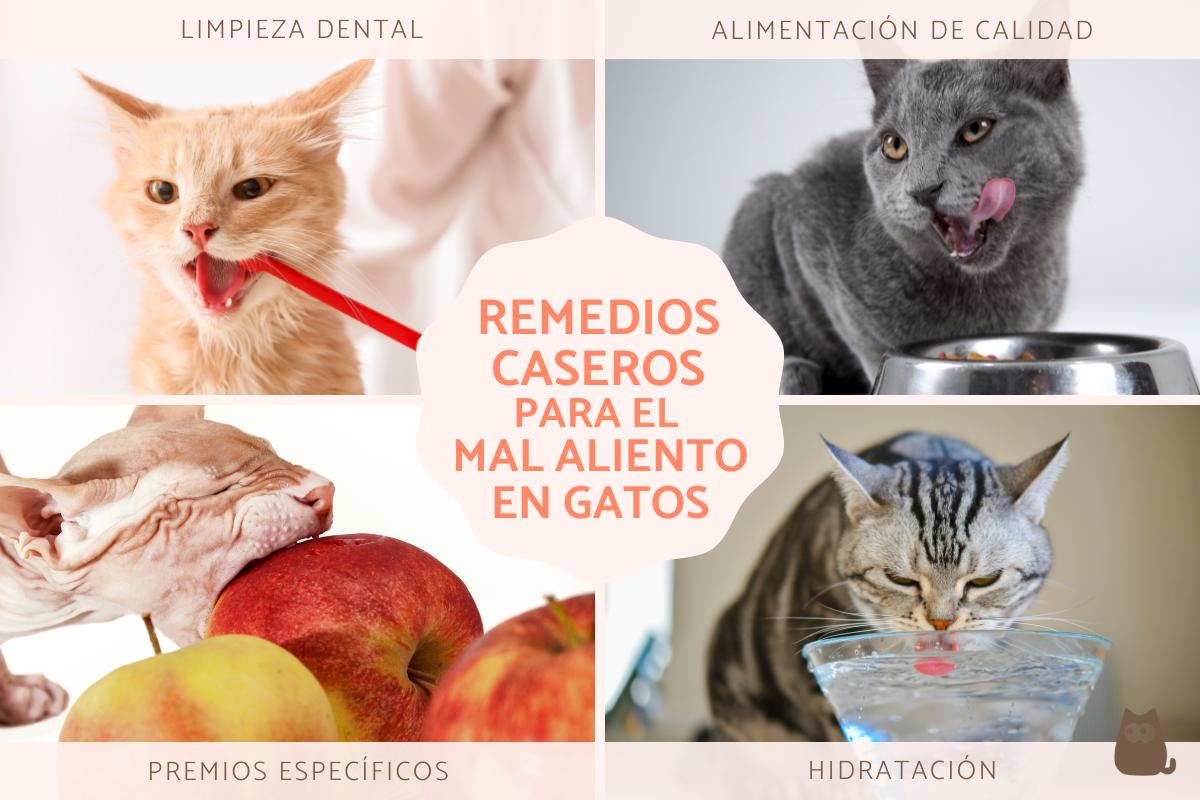 Remedios caseros para el mal aliento en gatos