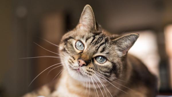 Los expertos coinciden: tu gato no te ve como su dueño ni como otro gato, el vínculo es más profundo de lo que imaginas - Tu gato no te ve como su “dueño”, su relación contigo es distinta