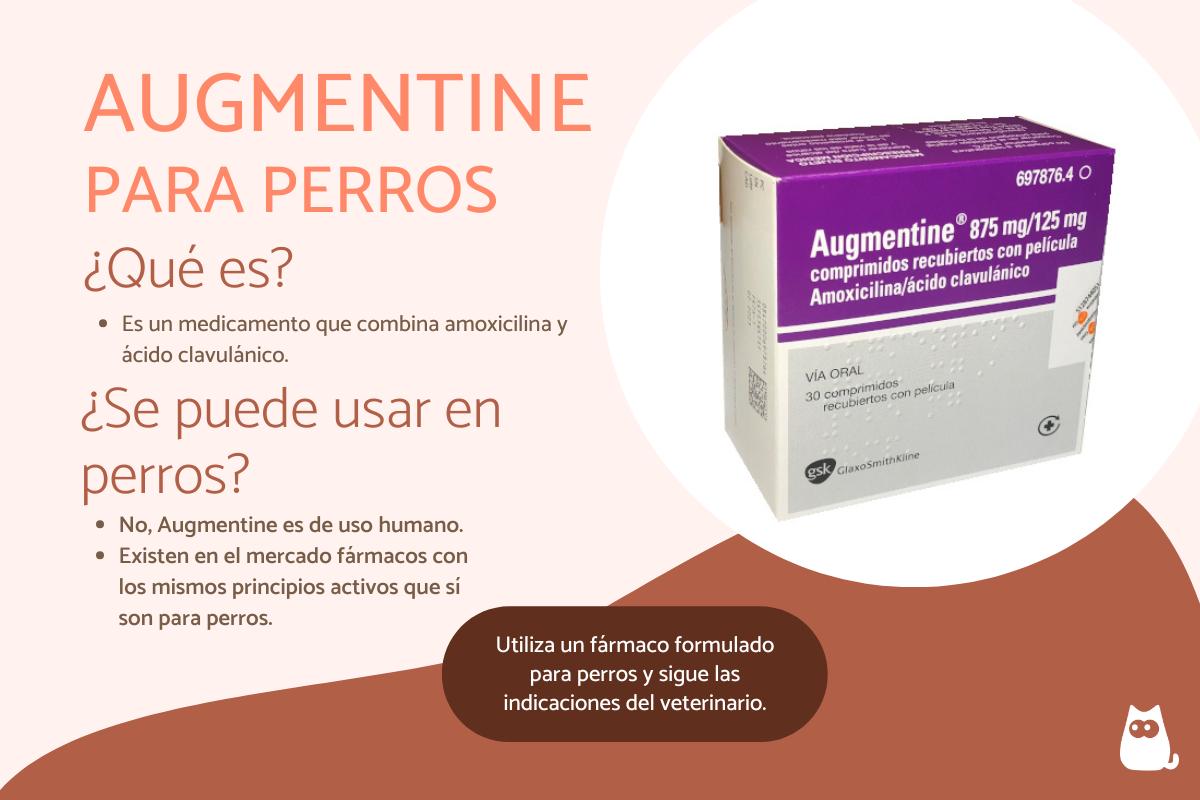 Augmentine para perros: dosis, usos y contraindicaciones