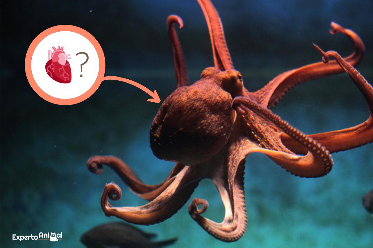 Cuántos CORAZONES tiene un PULPO?