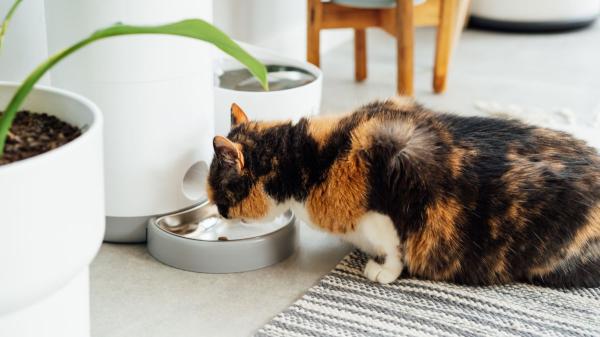 Los veterinarios coinciden: cómo ofrecemos el agua a los gatos es clave para su correcta hidratación - Dónde colocar el agua del gato para que beba más, según veterinarios
