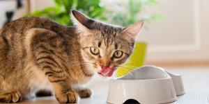 Los veterinarios coinciden: cómo ofrecemos el agua a los gatos es clave para su correcta hidratación
