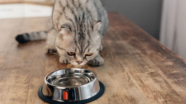 Los veterinarios coinciden: cómo ofrecemos el agua a los gatos es clave para su correcta hidratación - Qué bebederos prefieren los gatos y cuáles conviene evitar