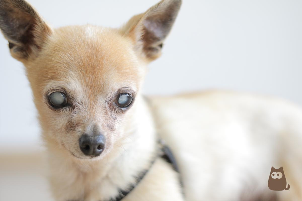 Cataratas en perros - Síntomas, causas y tratamiento