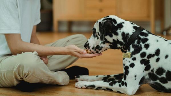 Los veterinarios coinciden: “Si tu perro tiene miedo a los petardos, no esperes a la noche de San Juan, actúa ya” - El paso que marca la diferencia a largo plazo: desensibilización durante el resto del año