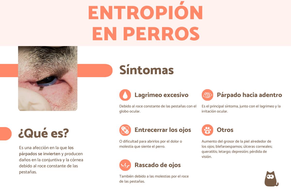 Entropión en perros - Causas, síntomas y tratamiento
